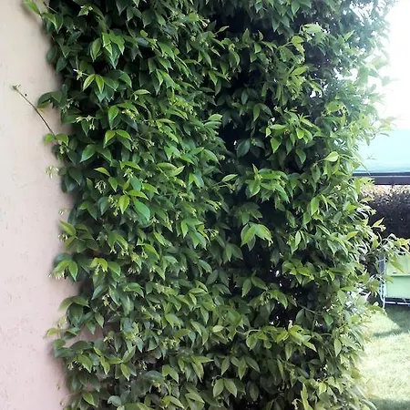 Il Gelsomino Bed and breakfast 3*