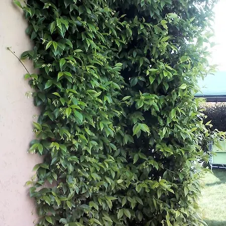 Il Gelsomino Bed & Breakfast 3*